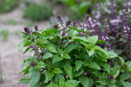 Bountiful Basil Image
